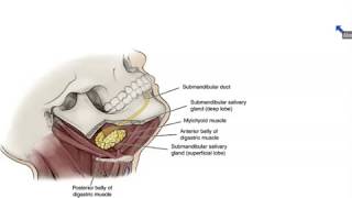 Submandibular and Sublingual Salivary Glands  Dr Ahmed Farid [upl. by Akimed]