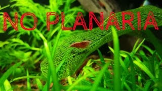 Using No Planaria [upl. by Gilman322]