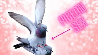 how do pigeons mate [upl. by Junna]