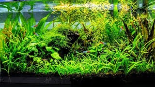 How To Aquascape A Low Tech Planted Aquarium part 1 [upl. by Saiasi134]