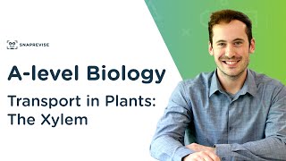 Transport in Plants The Xylem  Alevel Biology  OCR AQA Edexcel [upl. by Philipp]