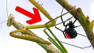 Deadly Spider Vs Giant Praying Mantis Part 1 Educational Spider Study [upl. by Raleigh]