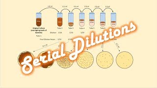 Serial Dilutions of a Bacterial Culture [upl. by Ellissa]