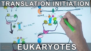 Translation Initiation in Eukaryotes [upl. by Neale]