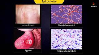 spirochetes microbiology  Animation [upl. by Acirehs]