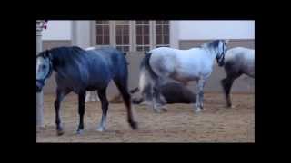 Lipizzaner Foals at Spanish Riding School Spanische Hofreitschule [upl. by Dey851]