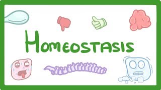 GCSE Biology  Homeostasis 54 [upl. by Cartwright]