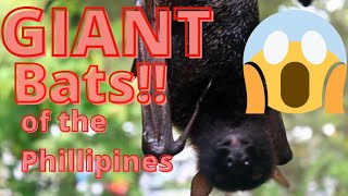 Giant Bats of the Philippines Known As quotFlying Foxesquot Boracay Island [upl. by Nylidnam]