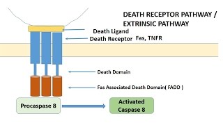 APOPTOSIS PART 1 Definition Causes amp MechanismPathways [upl. by Sirak164]