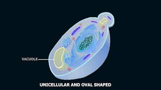 Structure of Yeast [upl. by Alol]