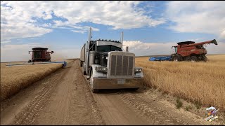 The Best Wheat Harvest Video on YouTube [upl. by Nomihs216]