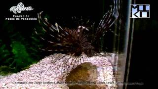 Pterois volitans [upl. by Dobrinsky142]