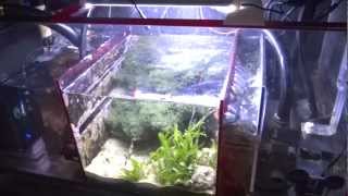 How To Setup A Sump Refugium [upl. by Valencia]