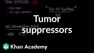 Tumor suppressors  Biomolecules  MCAT  Khan Academy [upl. by Otrebla]