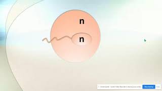 Haploid vs Diploid amp Homologous Chromosomes [upl. by Htiekel7]