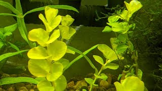 Creeping Jenny Lysimachia nummularia quotAureaquot in Aquarium The Other Moneywort [upl. by Brookes903]