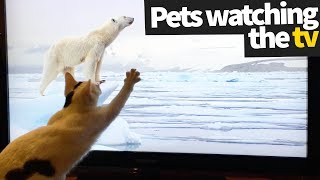 Pets Watching TV Compilation  Pets Being Hilarious [upl. by Reste658]