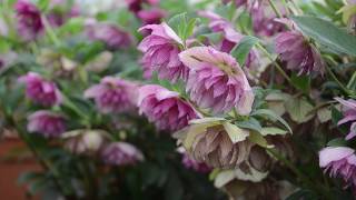 Hellebore Breeding  Walters Gardens [upl. by Westbrook308]