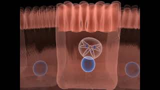 The life cycle of Toxoplasma gondii  Part 02 [upl. by Ahseya]