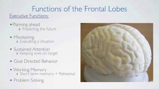 Frontal Lobes Functions [upl. by Leryt]