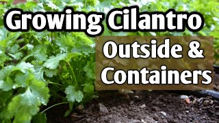 Growing Cilantro in Containers amp OutdoorsCool Hearty Herb [upl. by Nahtan]