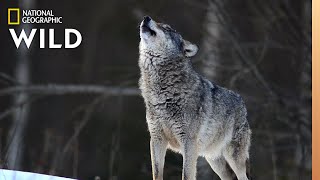 Wolves 101  Nat Geo Wild [upl. by Gerianna936]