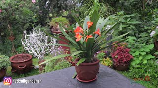 Saving My Clivia  Natal Lily [upl. by Nibaj801]