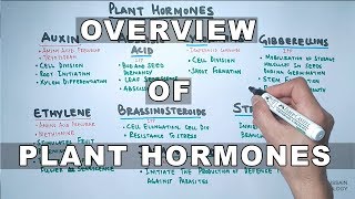 Plant Hormones  Types and Functions [upl. by Georgina]