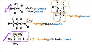 Amines and Amides [upl. by Sussman]