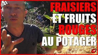 FRAISIERS amp FRUITS ROUGES AU POTAGER [upl. by Oknuj]