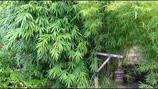 How To Grow A Bamboo Hedge [upl. by Ajit]