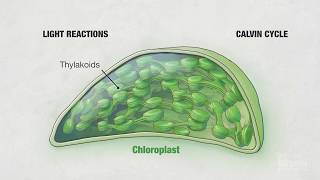 Photosynthesis Part 4 Chloroplasts  HHMI BioInteractive Video [upl. by Woolcott]