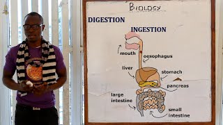 20 PART 1 The Digestive System Biology Form 1 [upl. by Atteval]