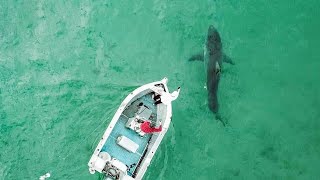 Great White Shark Attacks Boat in Australia  Original Footage [upl. by Girardo]