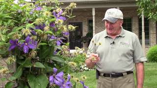 How to Grow Train amp Prune ClematisGet MORE🌺🌺FLOWERS Twice in the SAME YEAR [upl. by Aohsoj663]