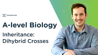 Inheritance Dihybrid Crosses  Alevel Biology  OCR AQA Edexcel [upl. by Ecitnerp406]