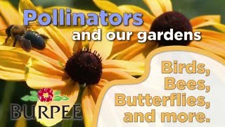 Pollinators And Our Gardens [upl. by Midan276]