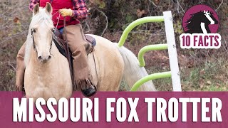 10 Fascinating Facts About the Missouri Fox Trotter Horse [upl. by Yrbua582]