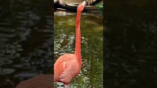 American Flamingo Calling [upl. by Siradal]