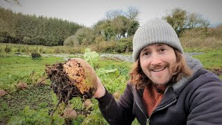 Top 10 Vegetables to Grow and Harvest in Winter [upl. by Sredna]