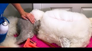 Essential Poodle Combing Tutorial [upl. by Lantz115]