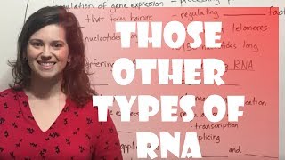 Regulatory RNAs miRNA siRNA snRNA lncRNA [upl. by Hnahk]