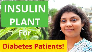 Insulin Plant Health benifits for Diabetes Patients  Kamal Sehgal Sood [upl. by Orsay]