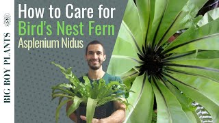 How to Care for a Birds Nest Fern Asplenium Nidus [upl. by Oehsen18]