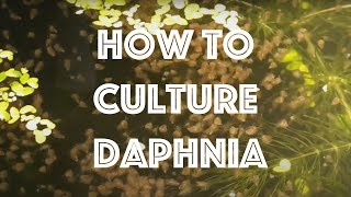 How To Culture Daphnia Magna [upl. by Anire]