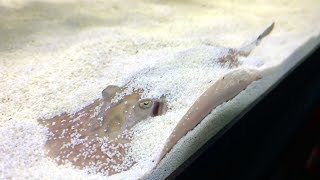 Freshwater Stingray Care Guide  Is a Stingray Home Aquarium Right For You [upl. by Bower]