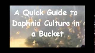 How to culture daphnia outside [upl. by Nehtanoj]