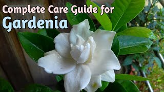 All About GardeniasHow to Grow Gardenia PlantGardenia CareGardenia Plant Care [upl. by Victorine]