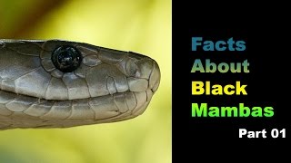 Facts About Black Mambas 01 [upl. by Gnirol]