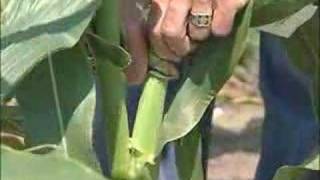 Pollination Methods Corn [upl. by Girvin]